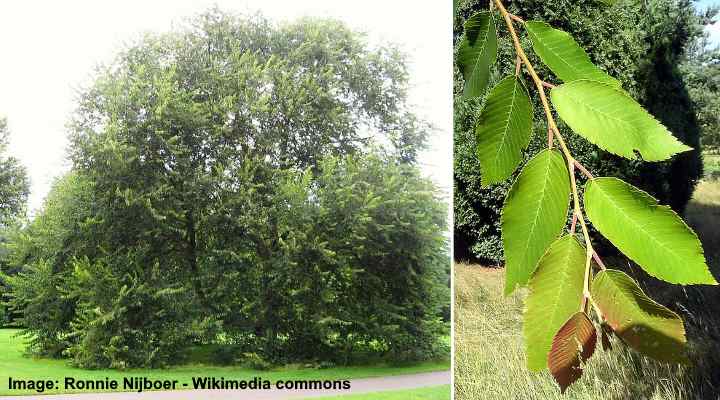 Types Of Elm Trees And How To Identify Them American Gardener