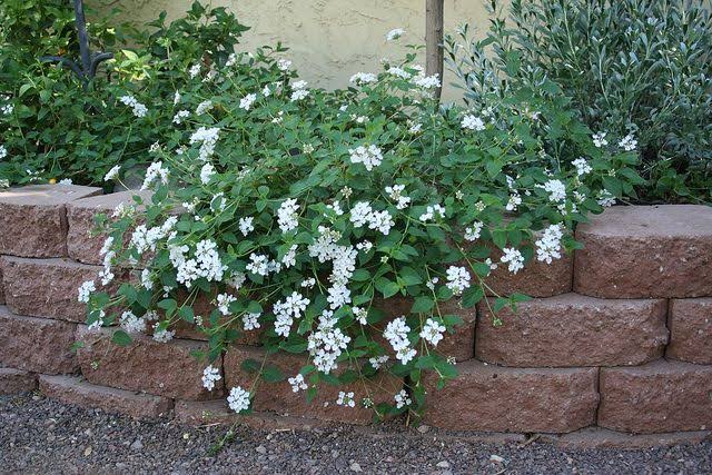 Types Of Lantana Plant Mounding Hardy Trailing Varieties