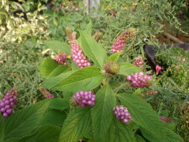 Types Of Lantana Plant Mounding Hardy Trailing Varieties