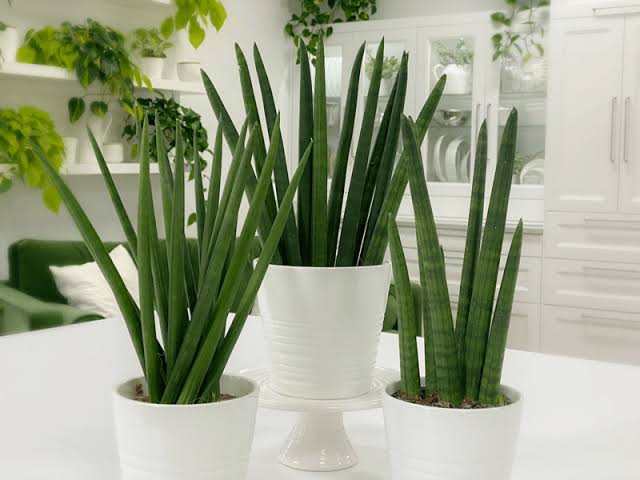 Sansevieria Cylindrica Guide How To Grow And Care American Gardener 