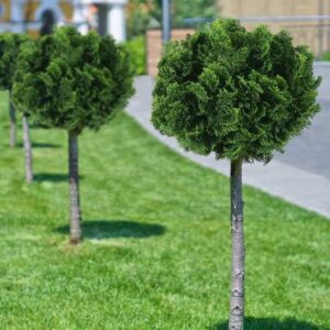 15 Types Of Cypress Trees And How To Identify Them AMERICAN GARDENER