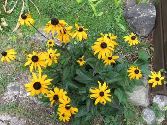 14 Major Types Of Black Eyed Susan Flowers American Gardener