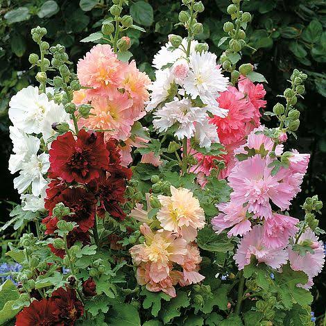 16 Different Varieties Of Hollyhocks For Your Garden AMERICAN GARDENER