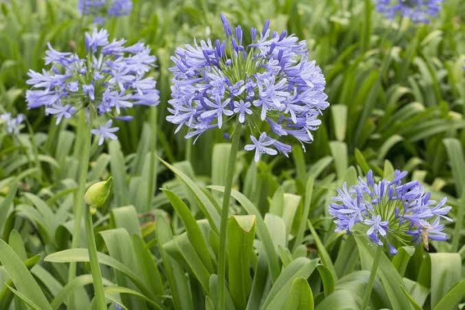 18 Varieties Of Agapanthus Lily Of The Nile AMERICAN GARDENER