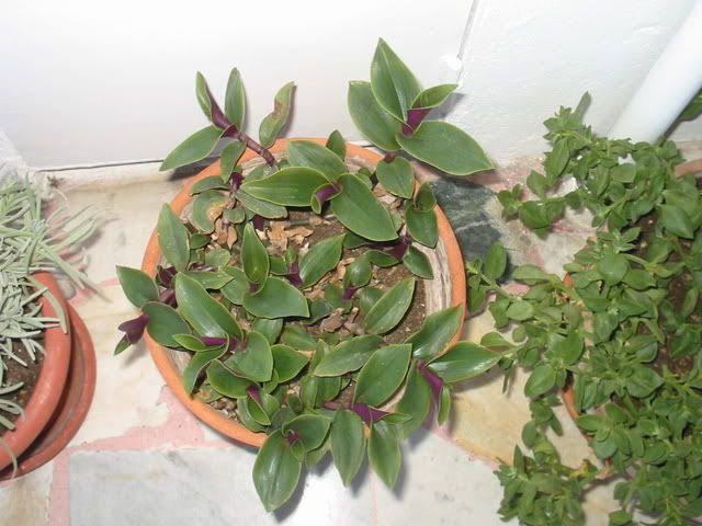 10 Major Varieties Of Wandering Jew With Pictures AMERICAN GARDENER