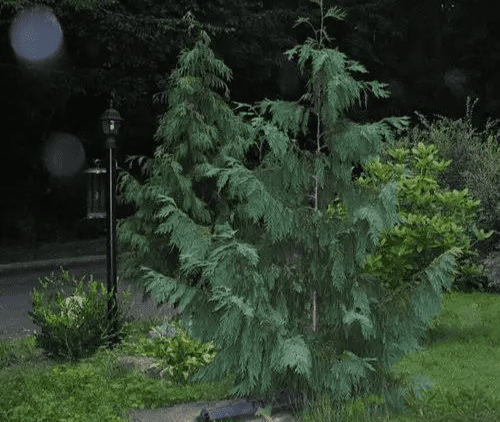 24 Types Of Weeping Trees Small Ornamental Evergreen Varieties