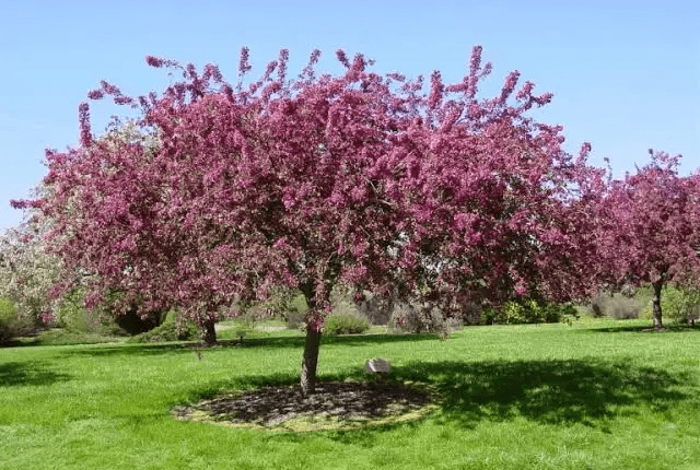 Types Of Weeping Trees Small Ornamental Evergreen Varieties