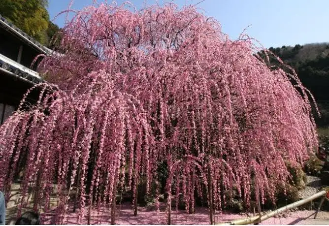 24 Types Of Weeping Trees Small Ornamental Evergreen Varieties