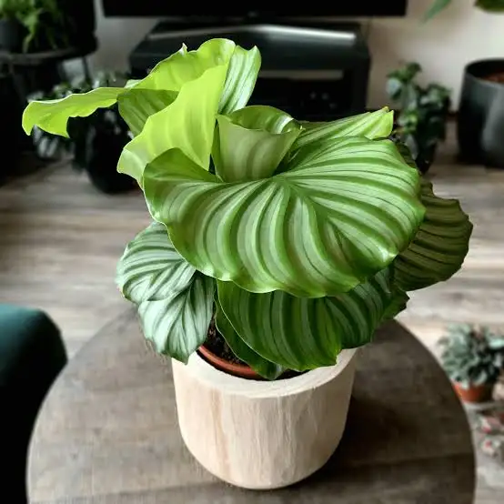 21 Types Of Calathea Plants And How To Grow Them American Gardener