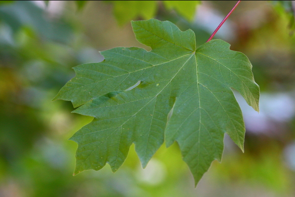 Bigleaf Maple Acer Macrophyllum History Cultivars Other