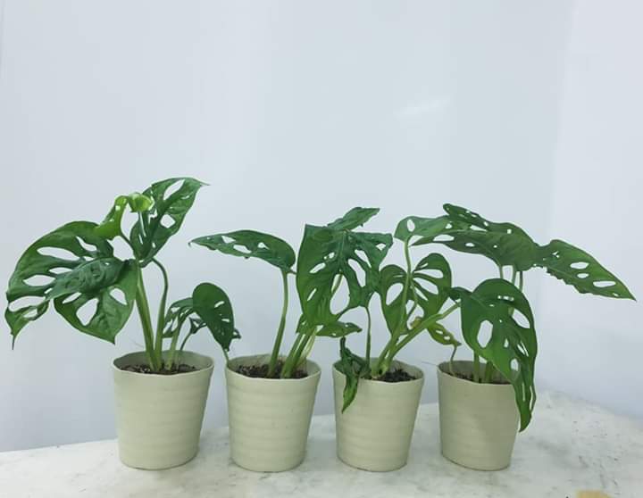 Variegated Monstera Adansonii Propagation Effective Care Step By Step Guide American Gardener