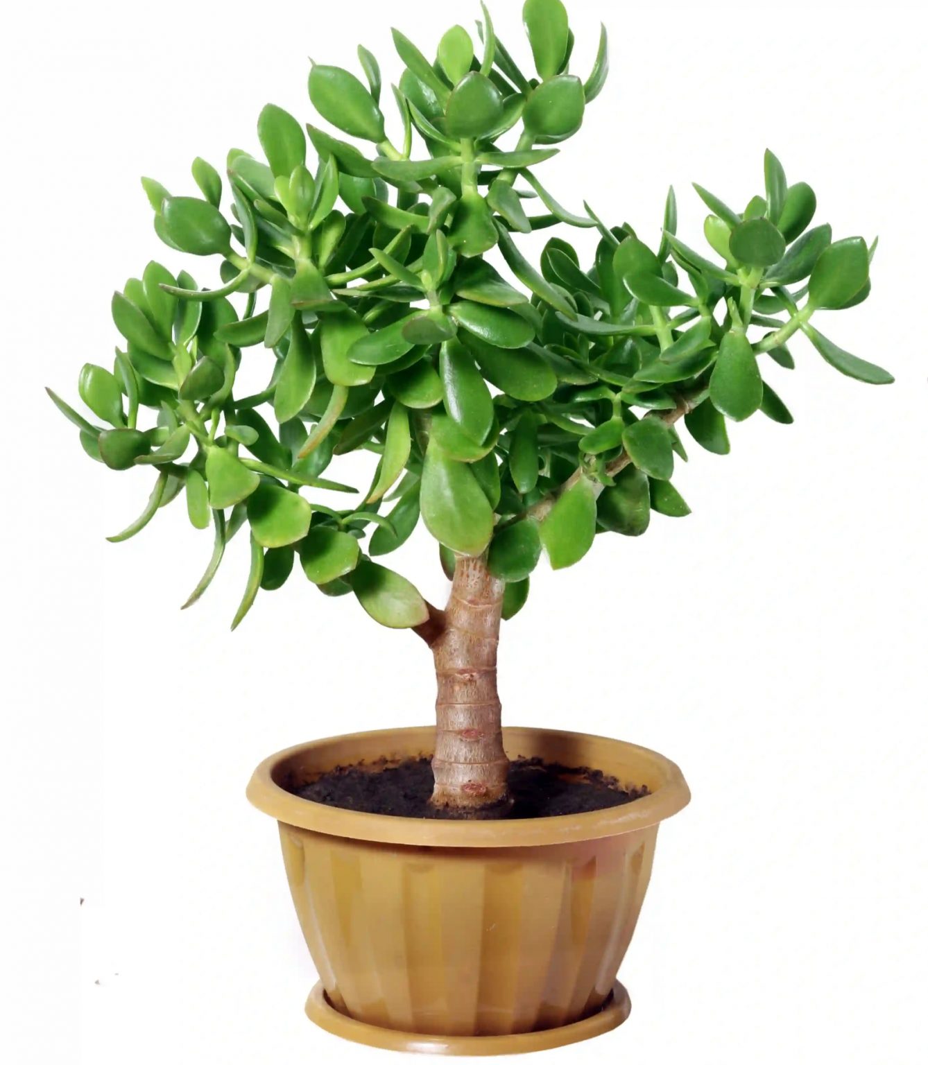 Care & Growing Guide For Jade Plant (Crassula Ovata) AMERICAN GARDENER