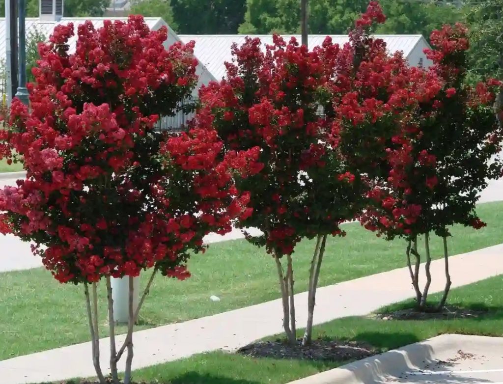 Crape Myrtle How To Effectively Plant And Care Guide) American Gardener