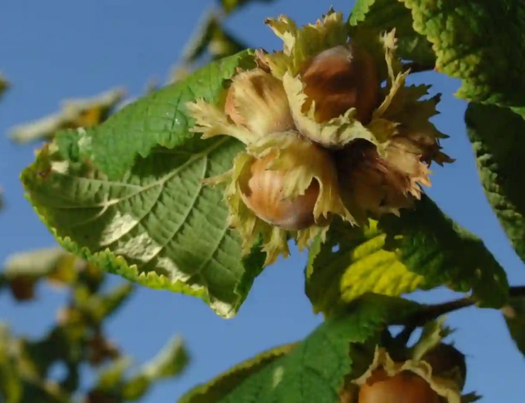 Hazelnut Trees How To Grow And Care American Gardener