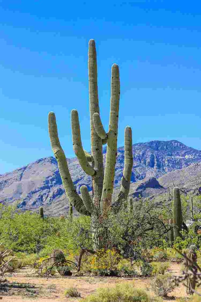 saguaro-cactus-facts-adaptation-how-to-grow-american-gardener