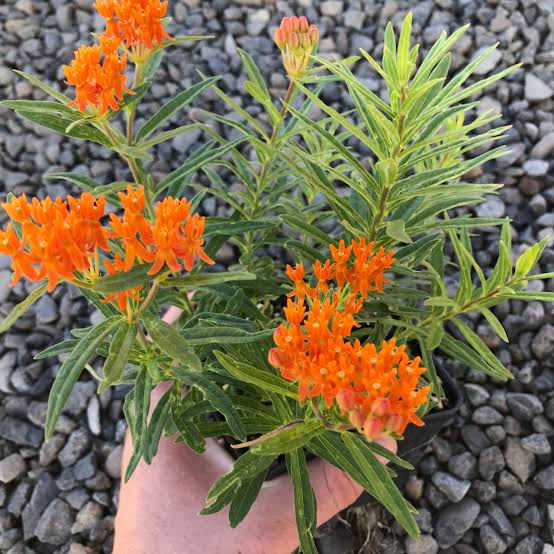 Asclepias Tuberosa Butterfly Weed Complete Guide On How To Plant And Care American Gardener