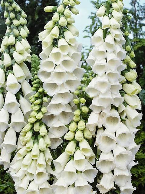 Foxglove Flowers (Witch Glove): Care & Growing Guide - AMERICAN GARDENER