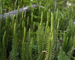 8 Difference Between Homosporous Pteridophytes And Heterosporous ...