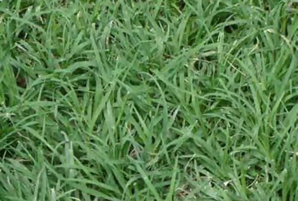 Bermuda Grass Scutch Grass Facts How To Grow And Care American Gardener