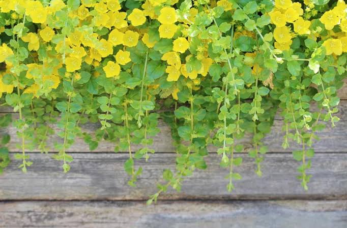 Creeping Jenny: Care And Growing Guide - AMERICAN GARDENER