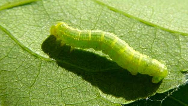 52 Types Of Green Caterpillars How To Identify Them Pictures   Images 1 4 