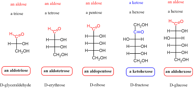 Aldose and Ketose 