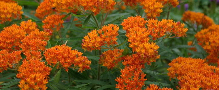 10 Major Types of Milkweed Varieties - AMERICAN GARDENER