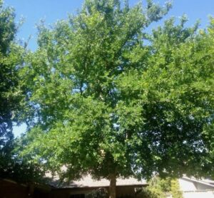 14 Types Of Elm Trees And How To Identify Them - AMERICAN GARDENER