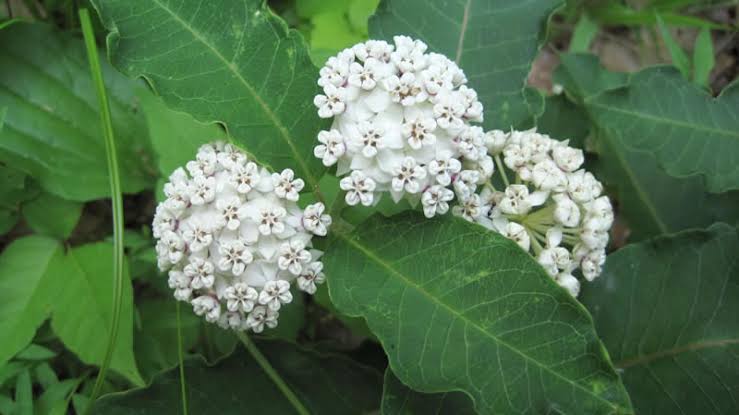 10 Major Types of Milkweed Varieties - AMERICAN GARDENER