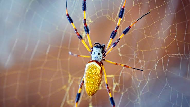 banana spider