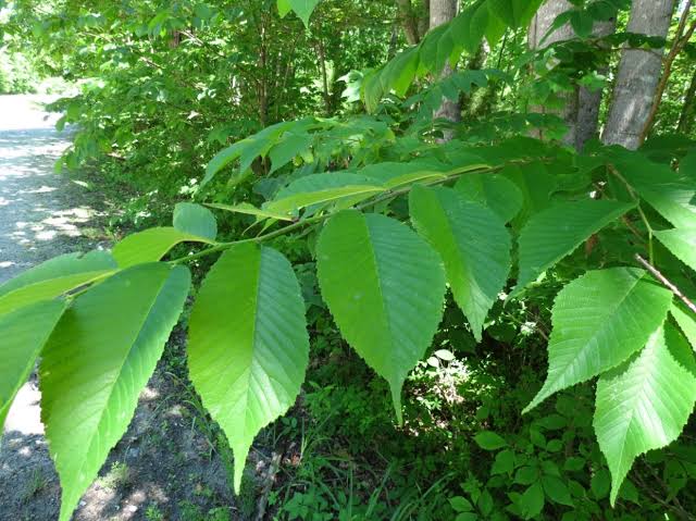 14 Types Of Elm Trees And How To Identify Them - AMERICAN GARDENER