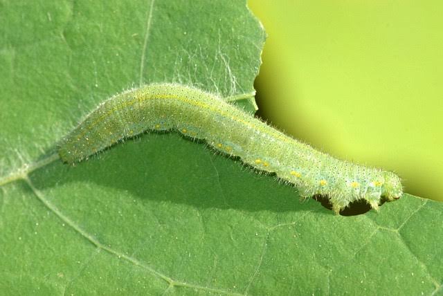 Types Of Green Caterpillars How To Identify Them Pictures AMERICAN GARDENER