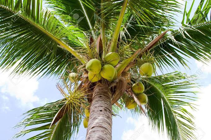 18 Amazing Large And Small Florida Palm Trees (With Pictures ...