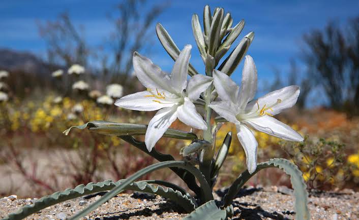 40 Desert Plants And Their Unique Characteristics - AMERICAN GARDENER