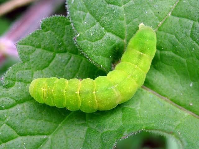 52 Types Of Green Caterpillars How To Identify Them Pictures   Images 7 1 