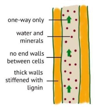 20 Difference Between Phloem And Xylem With Pictures American Gardener