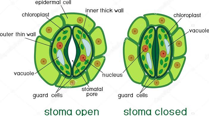 tissue-system-lesson-science-state-board-class-10