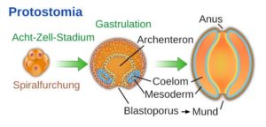 protostomes deuterostomes