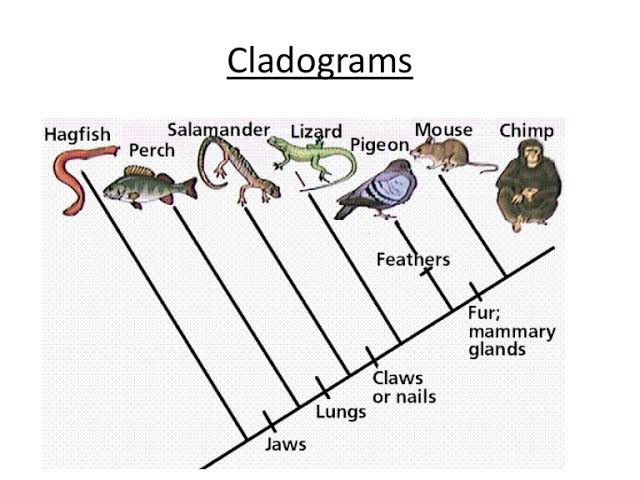 is a phylogenetic tree a cladogram