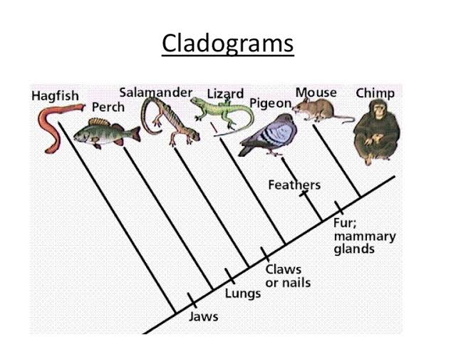 8 Difference Between Cladogram And Phylogenetic Tree With Pictures 