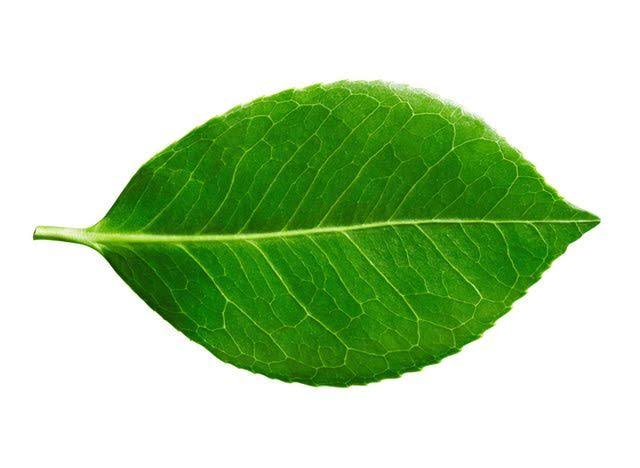 10-difference-between-simple-and-compound-leaf-with-examples