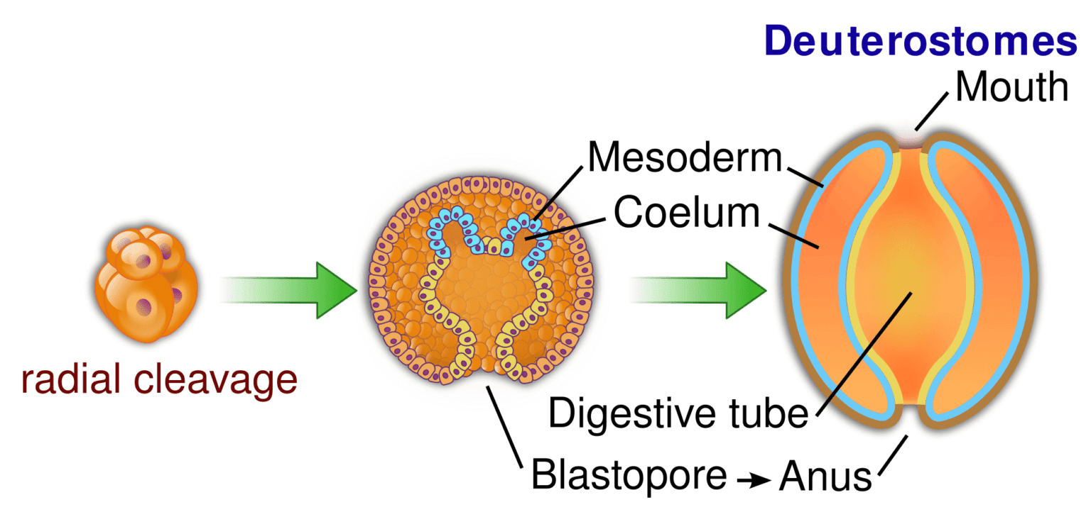 15 Difference Between Protostomes And Deuterostomes With Examples ...