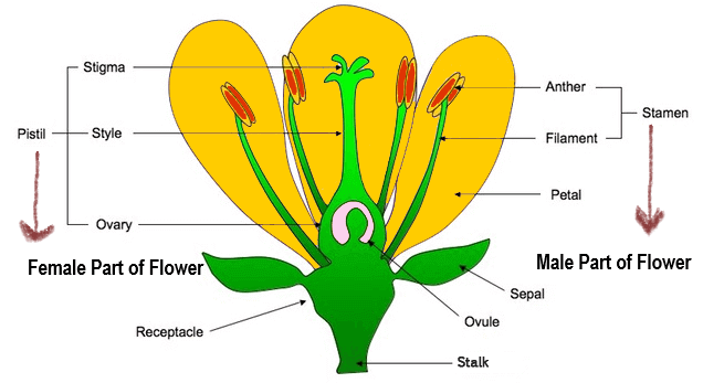 17 Parts of a Flower And Their Functions (With Labelled Diagram ...