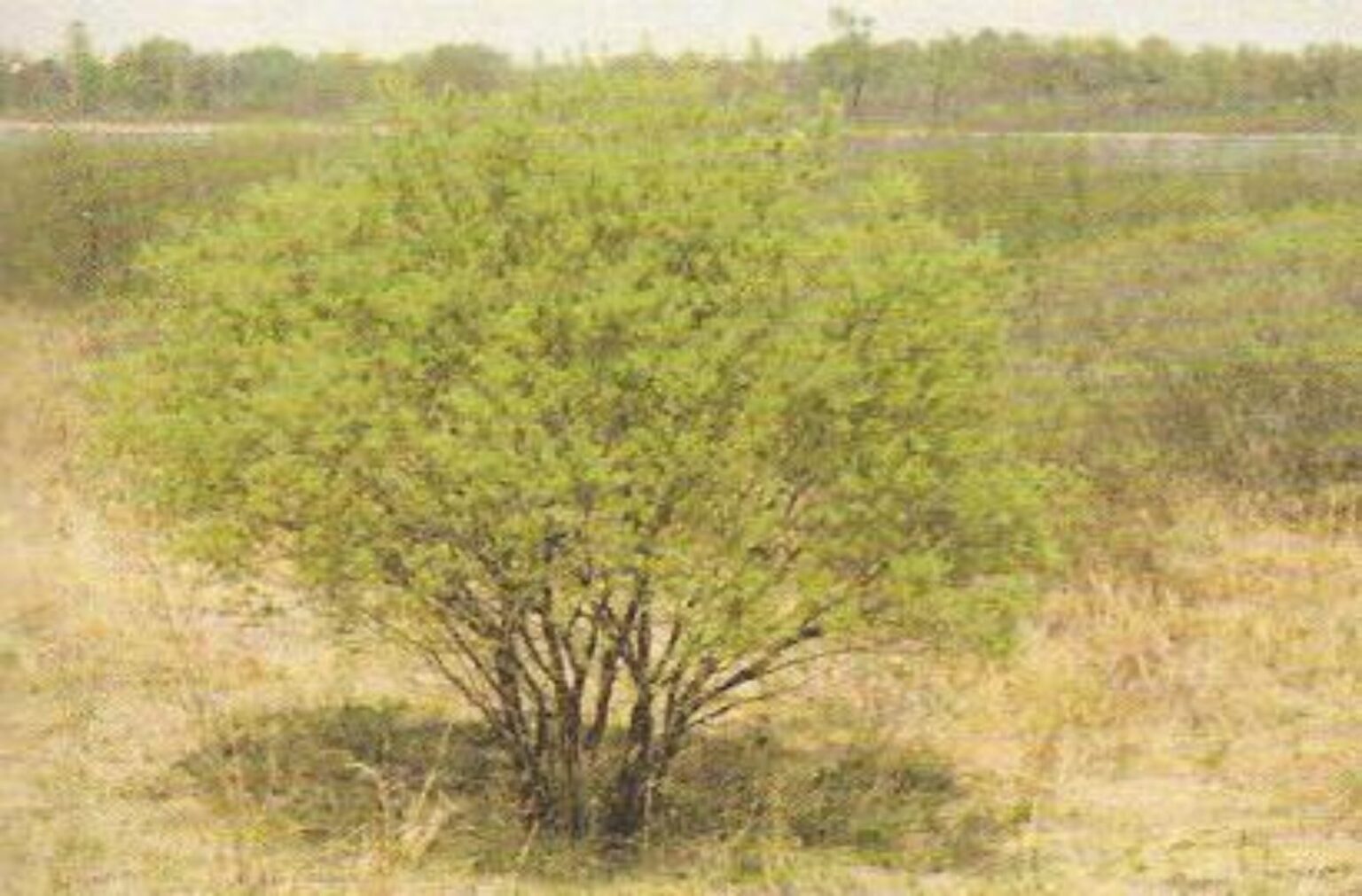 15 Major Types Of Willow Trees And How To Identify Them AMERICAN GARDENER