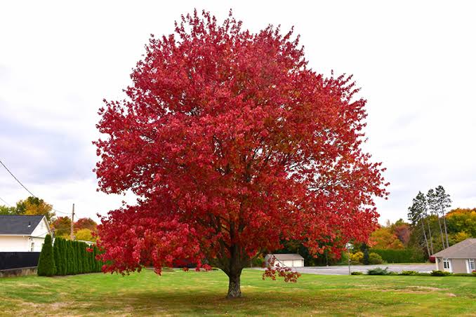 types maple tree