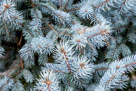 16 Major Types Of Evergreen Trees (With Pictures & Names) - AMERICAN ...