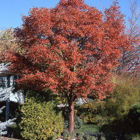 different types of maple tree