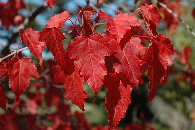 different types of maples trees