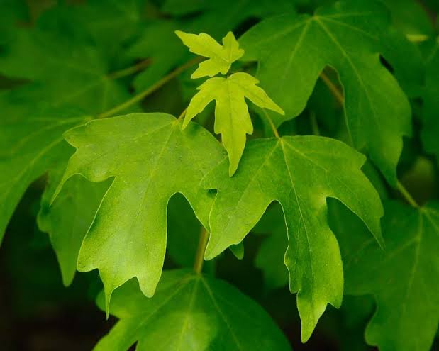 different types of maple trees in mn
