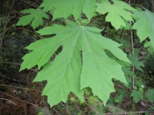 big leaf maple firewood